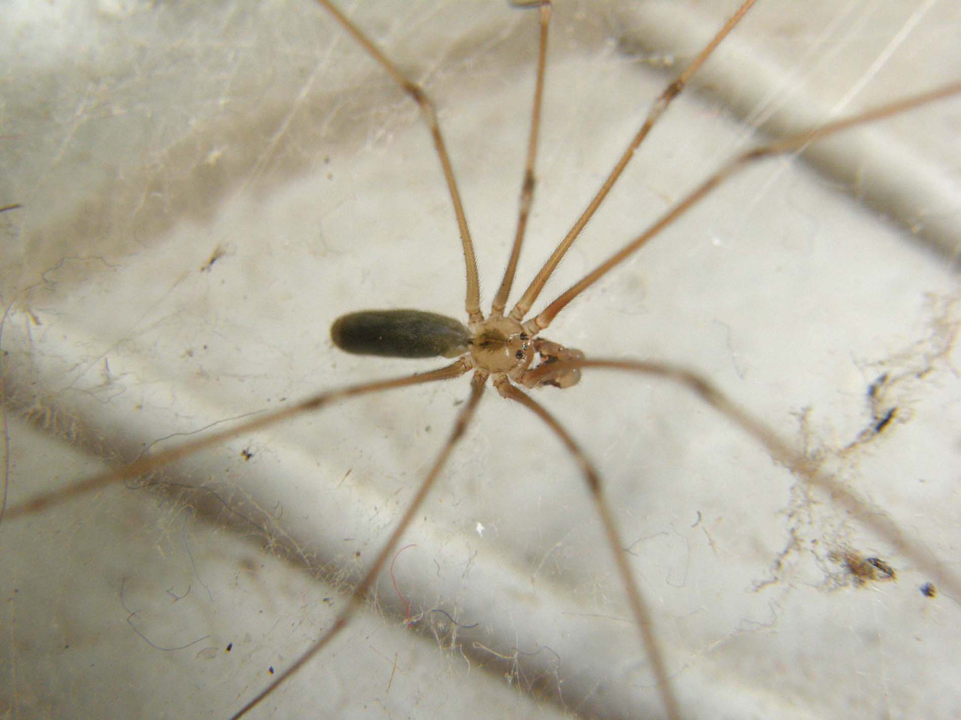 Pholcus sp.