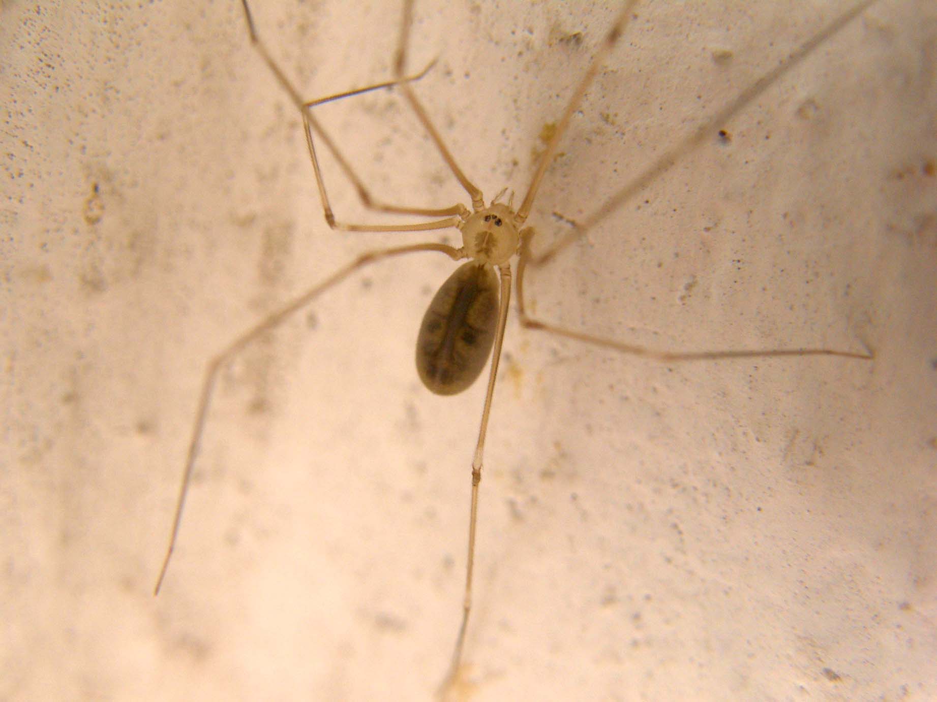 Pholcus sp.