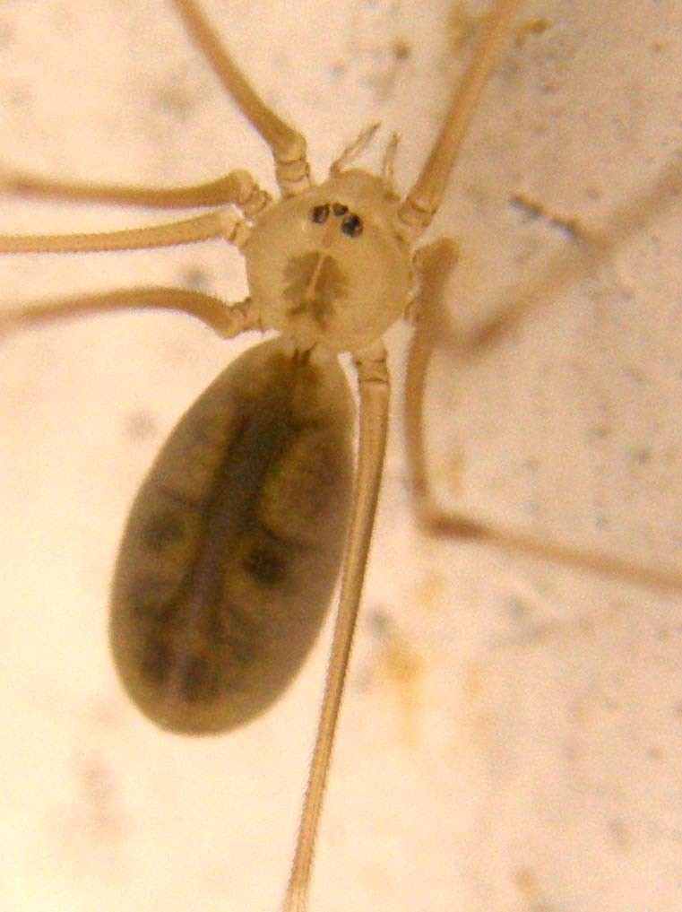 Pholcus sp.