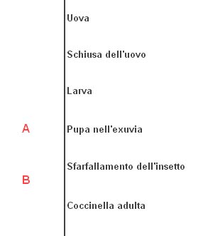 Larva di coccinella?