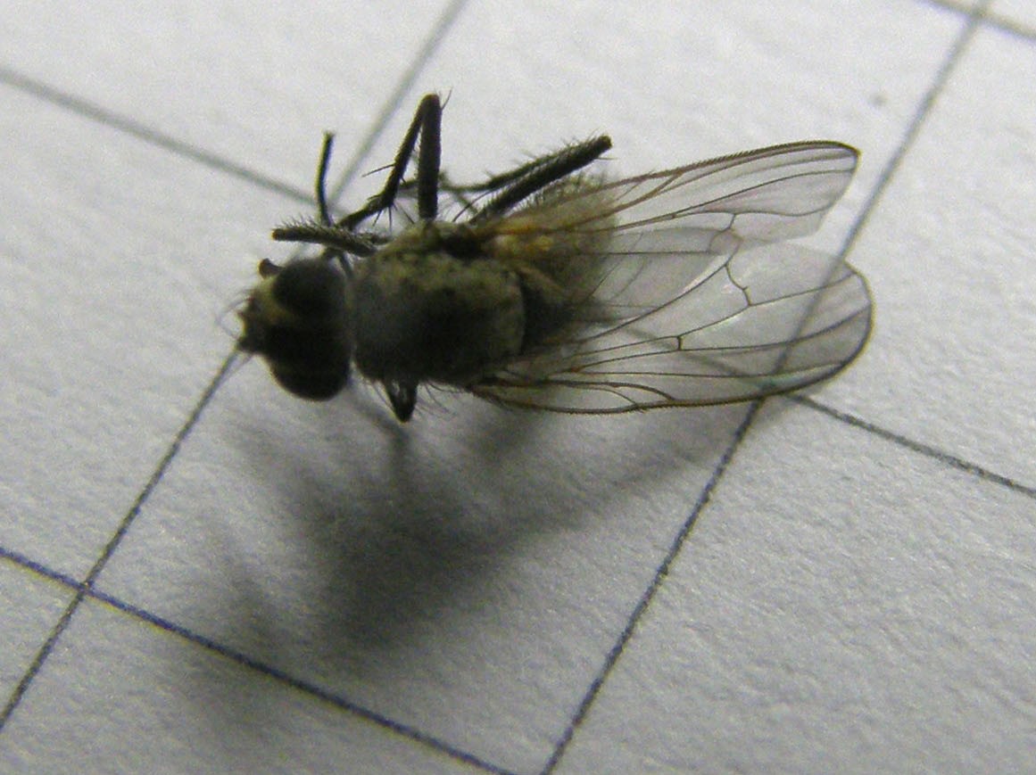 Anthomyiidae.