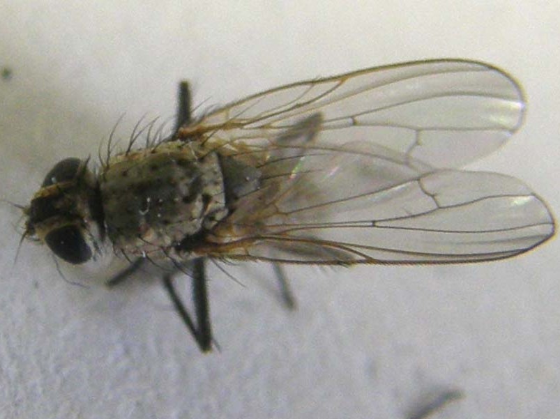 Anthomyiidae.
