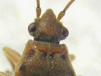 Lygaeidae: Arocatus longiceps su platano