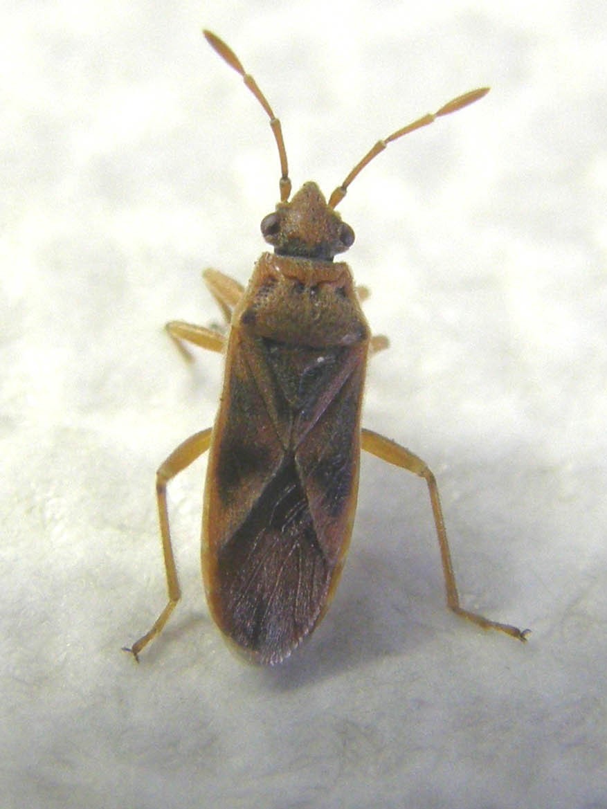 Lygaeidae: Arocatus longiceps su platano