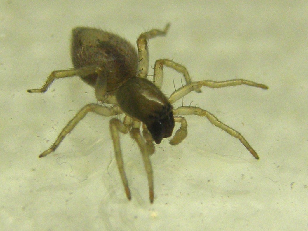 Clubiona sp.