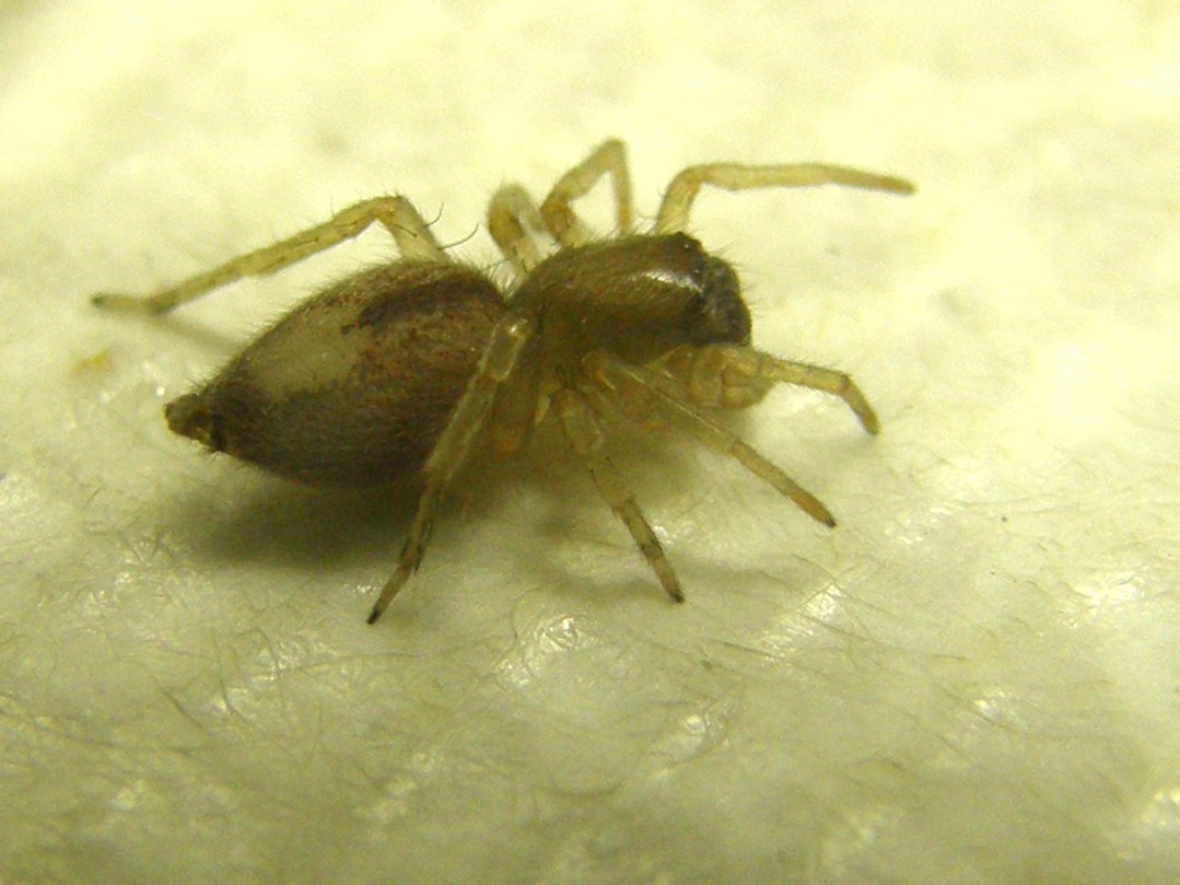 Clubiona sp.