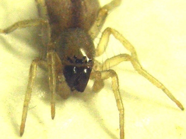 Clubiona sp.