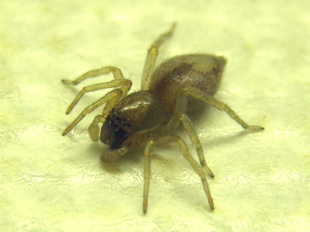 Clubiona sp.