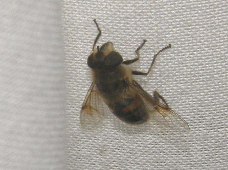 Eristalis tenax femmina