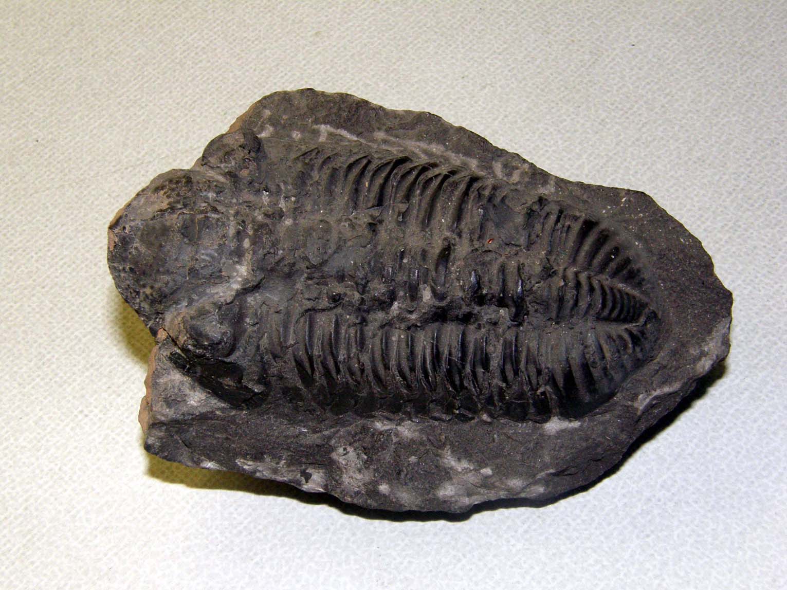 Trilobite marocchino