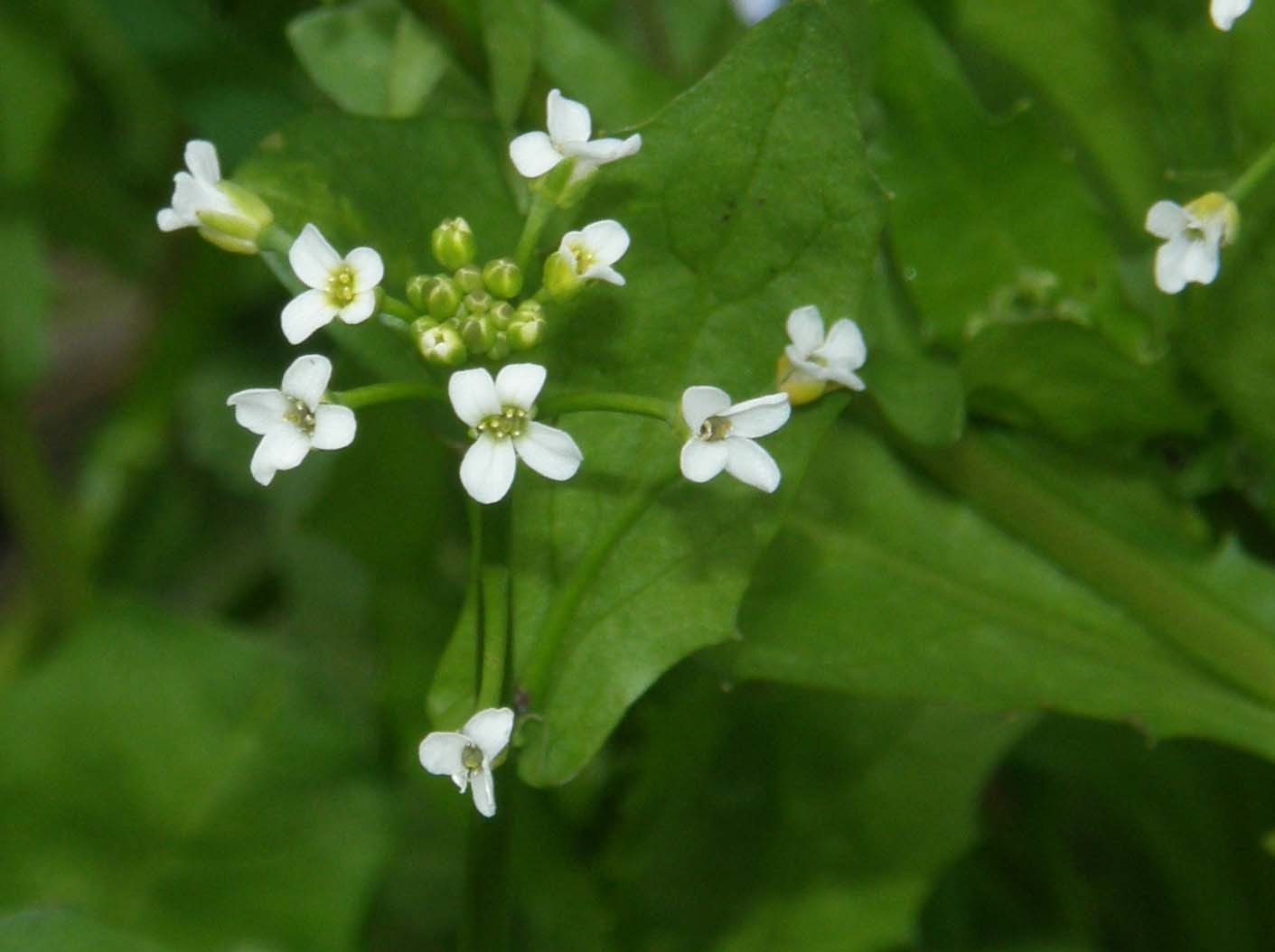 Calepina irregularis