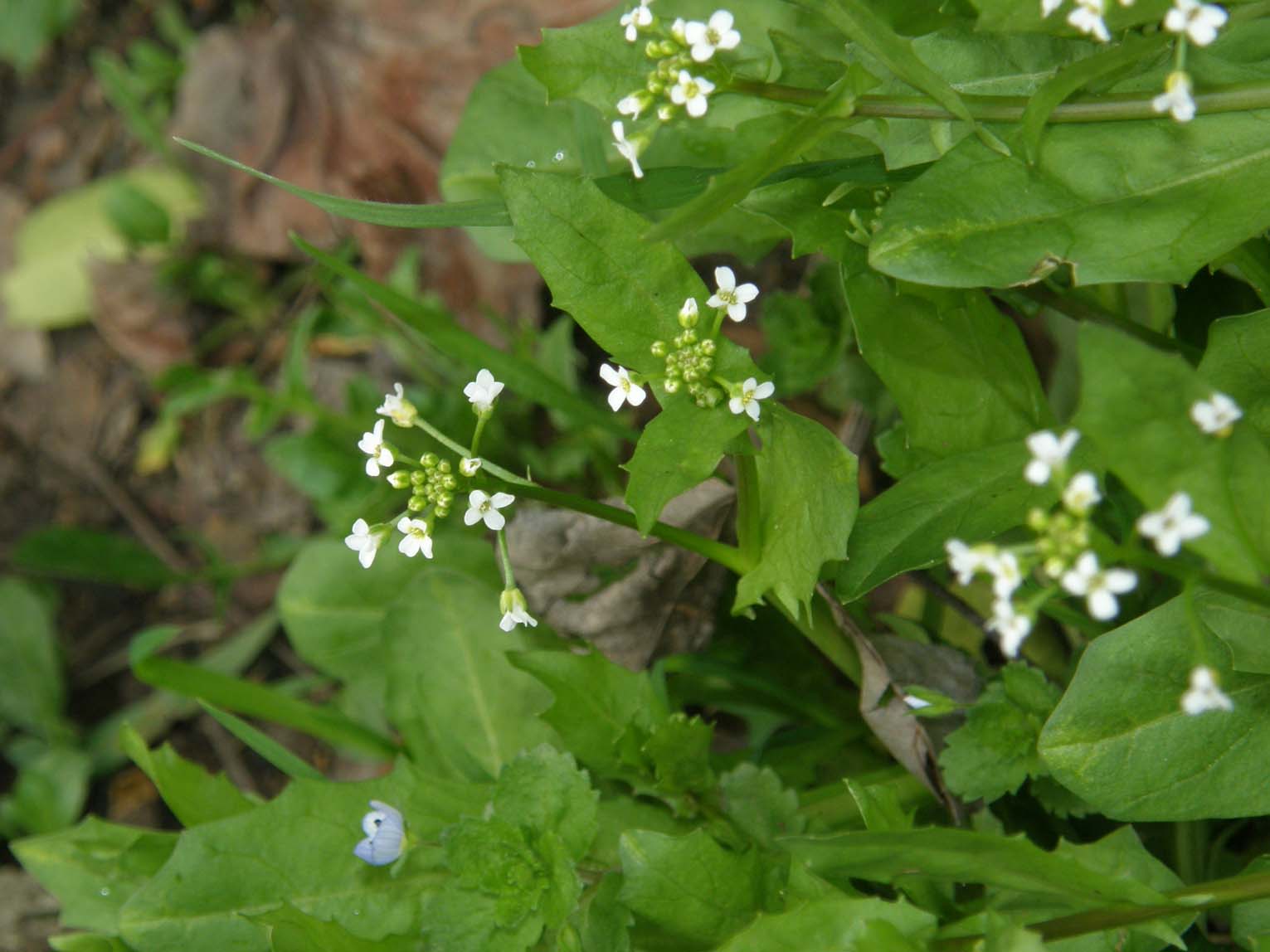 Calepina irregularis