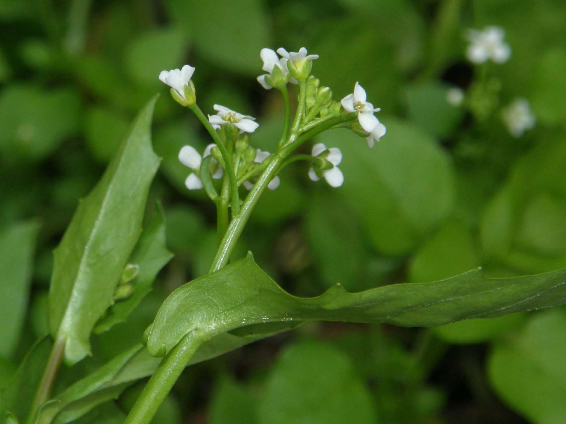 Calepina irregularis