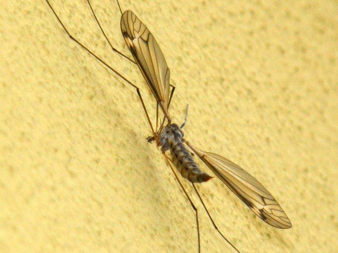 Tipulidae da identificare