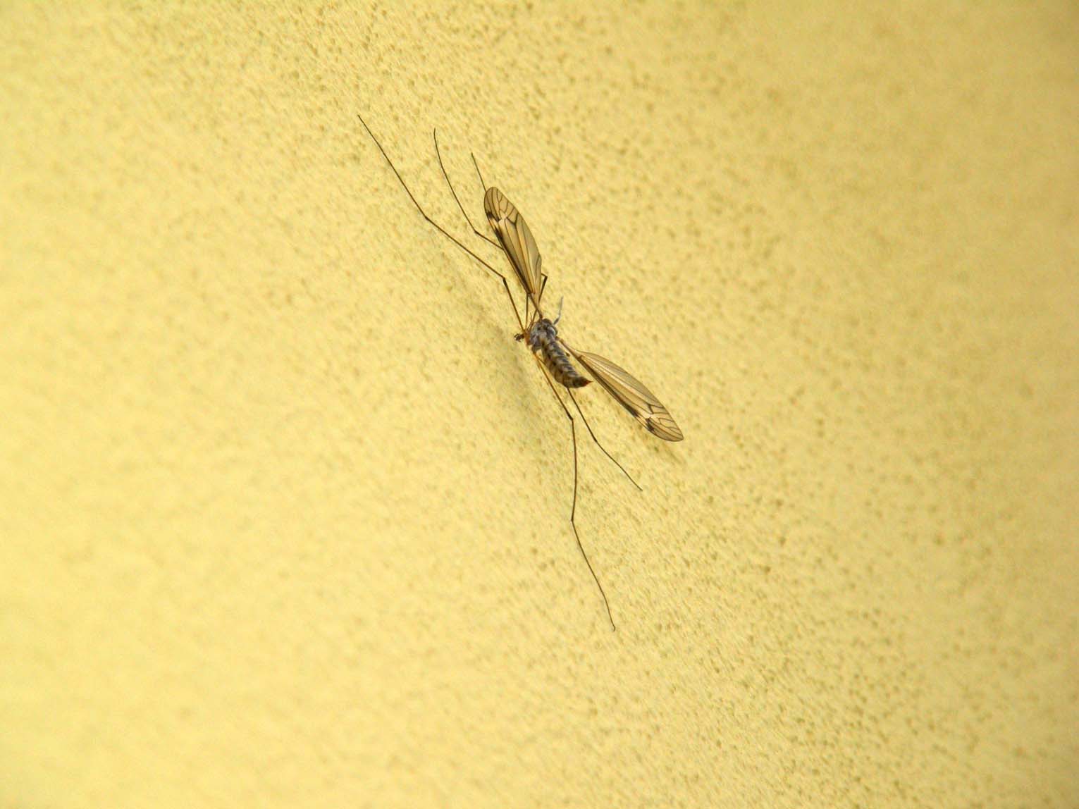 Tipulidae da identificare