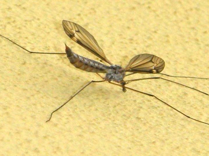 Tipulidae da identificare