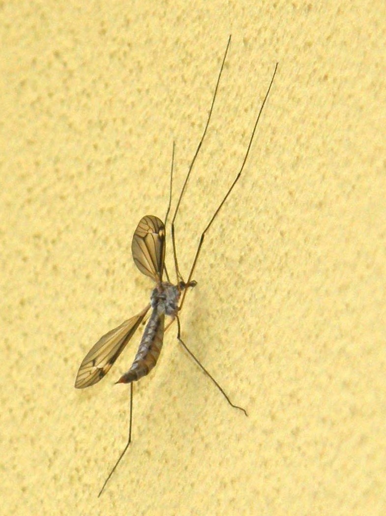 Tipulidae da identificare