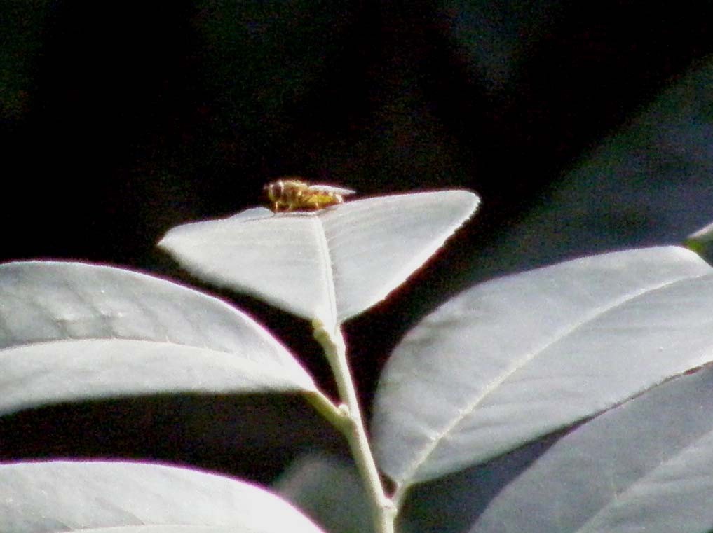 Syrphidae da identificare