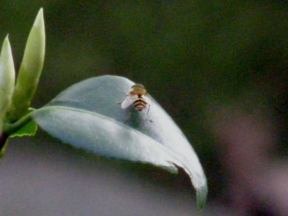 Syrphidae da identificare