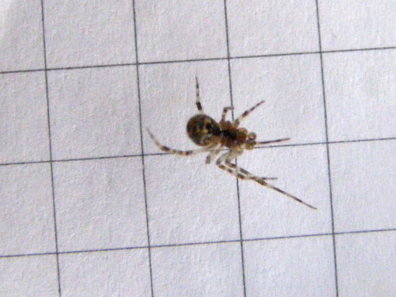 Parasteatoda sp.