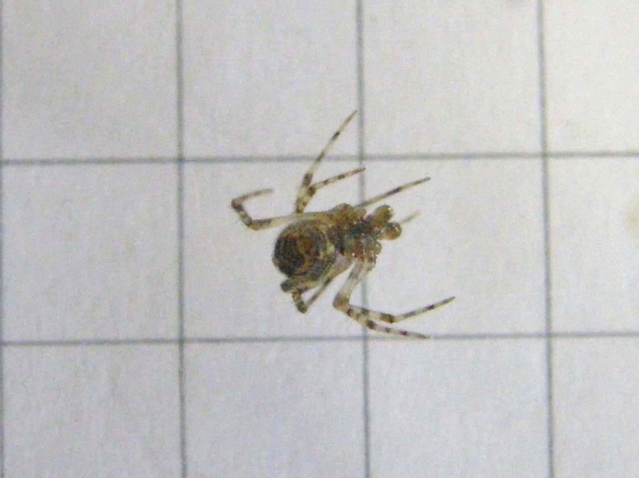 Parasteatoda sp.