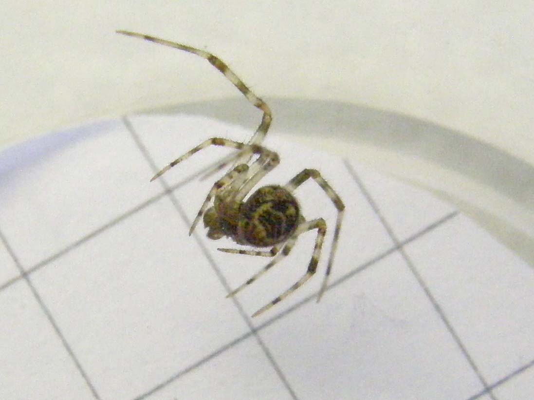 Parasteatoda sp.