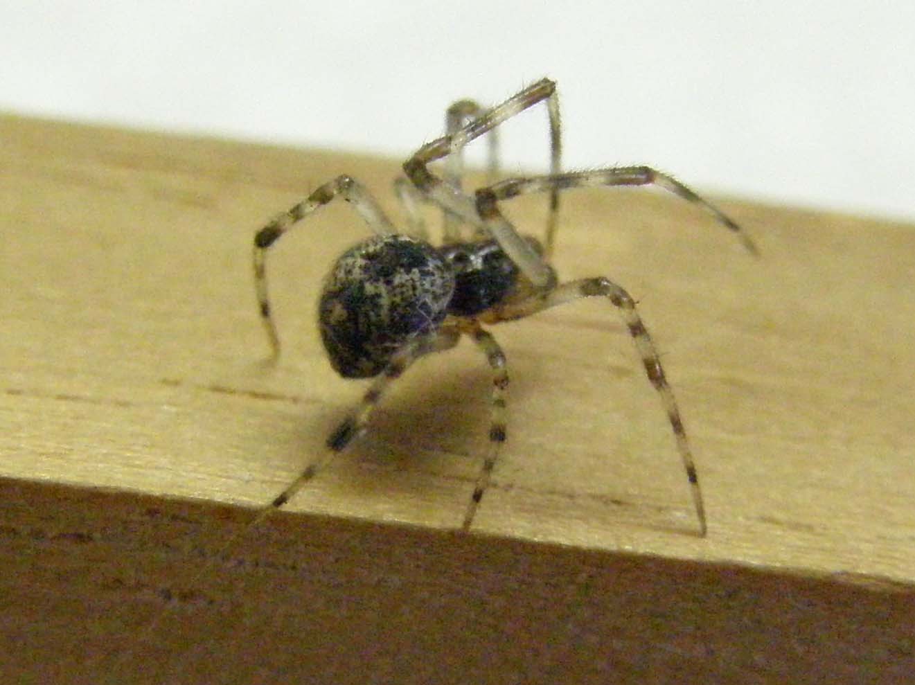 Parasteatoda sp.