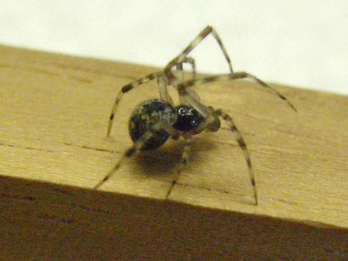 Parasteatoda sp.