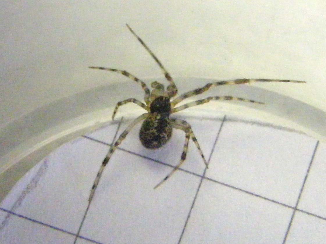 Parasteatoda sp.