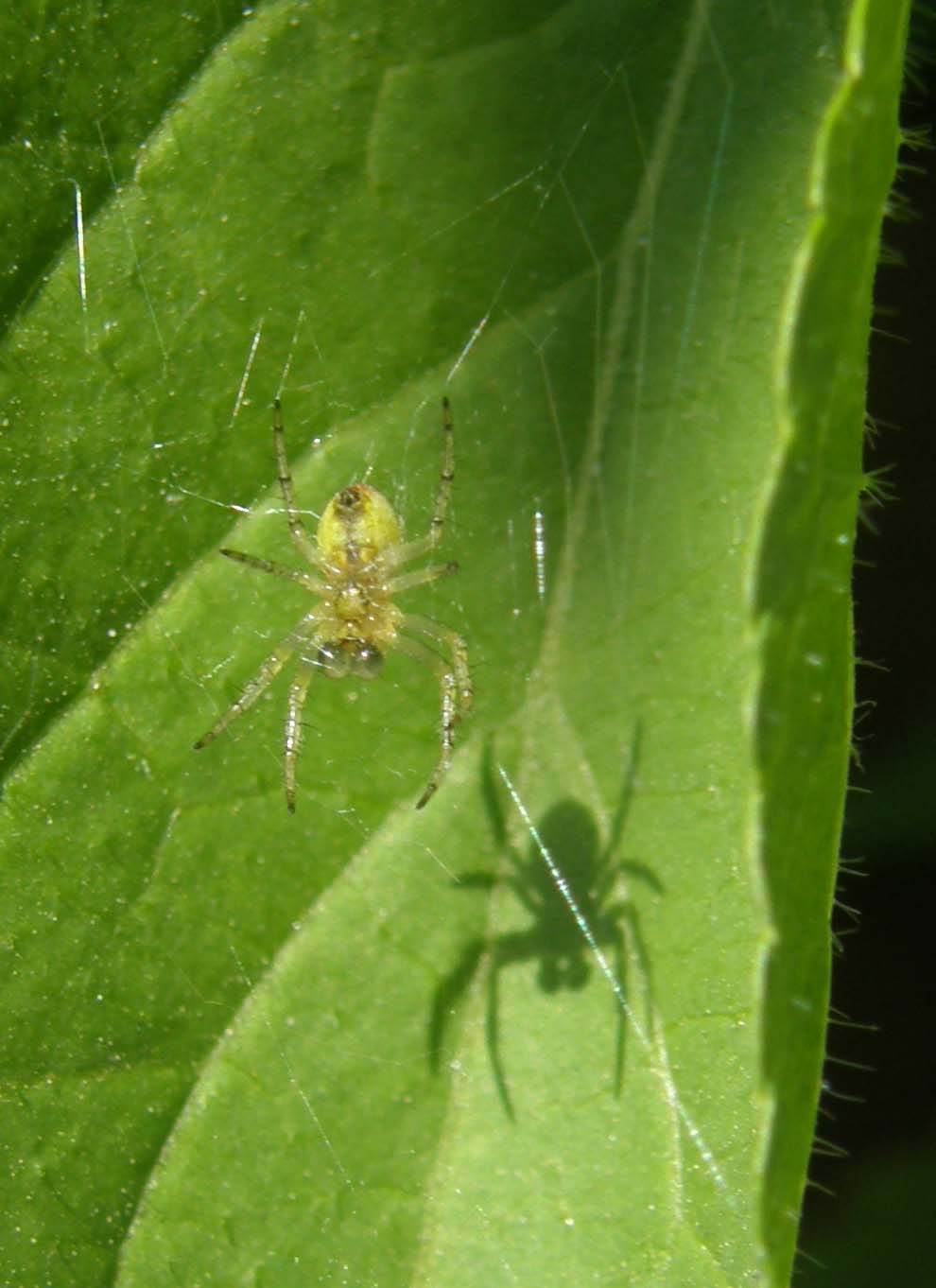 Ragnetto giallo-verde: Araniella sp.