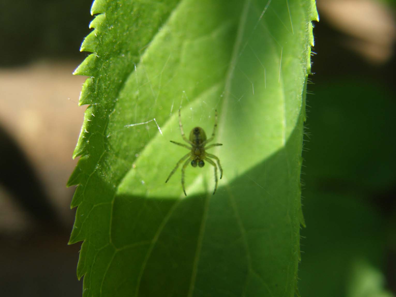 Ragnetto giallo-verde: Araniella sp.