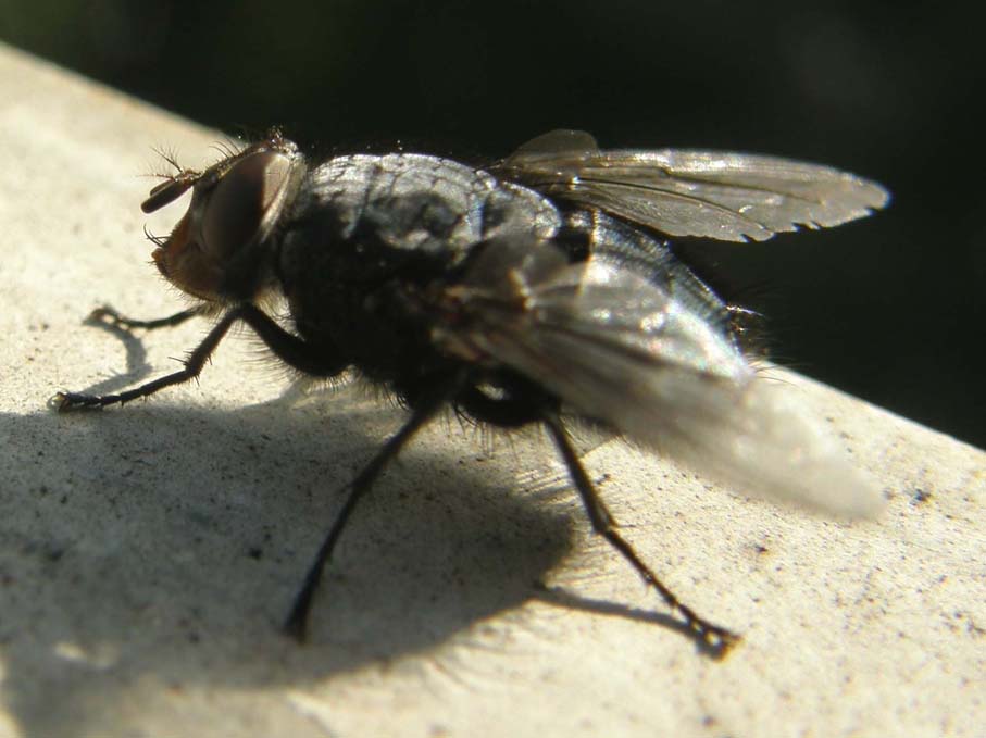 Calliphora vicina (Calliphoridae)