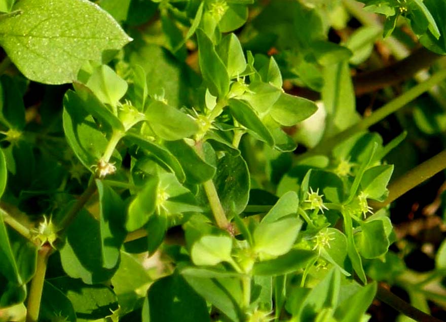 Euphorbia peplus