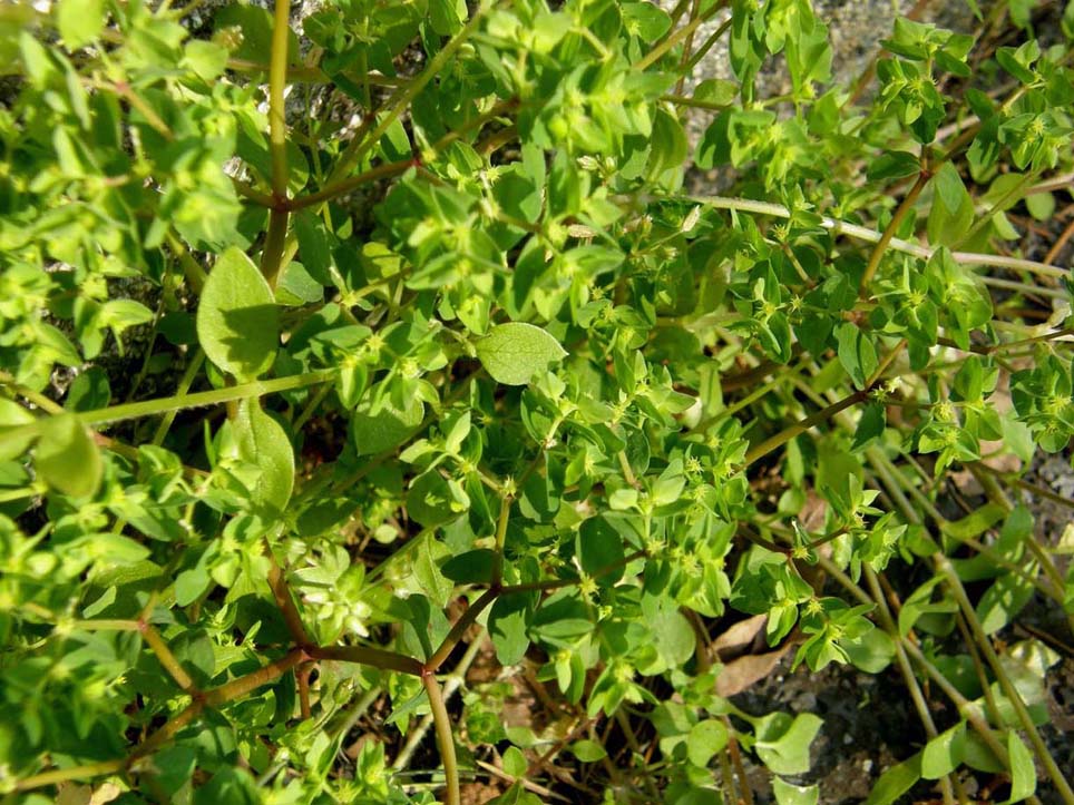 Euphorbia peplus