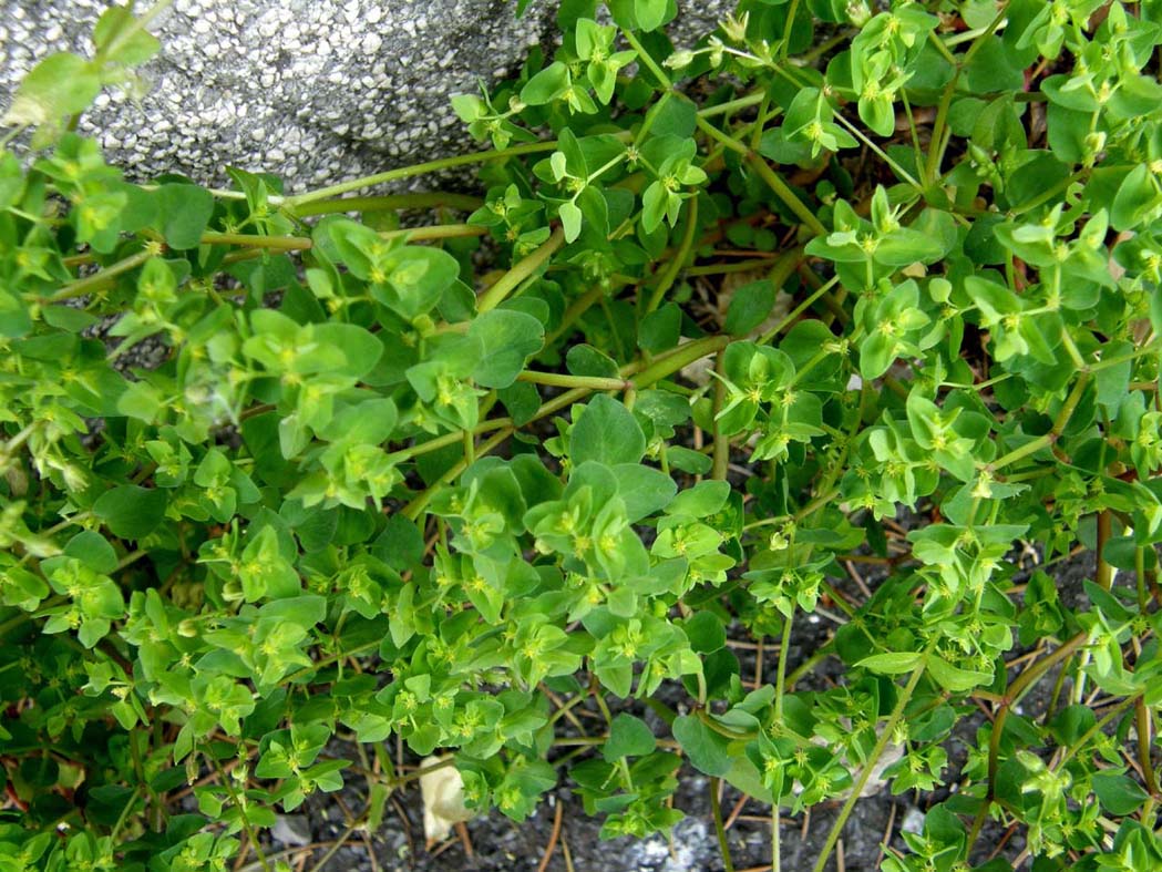 Euphorbia peplus