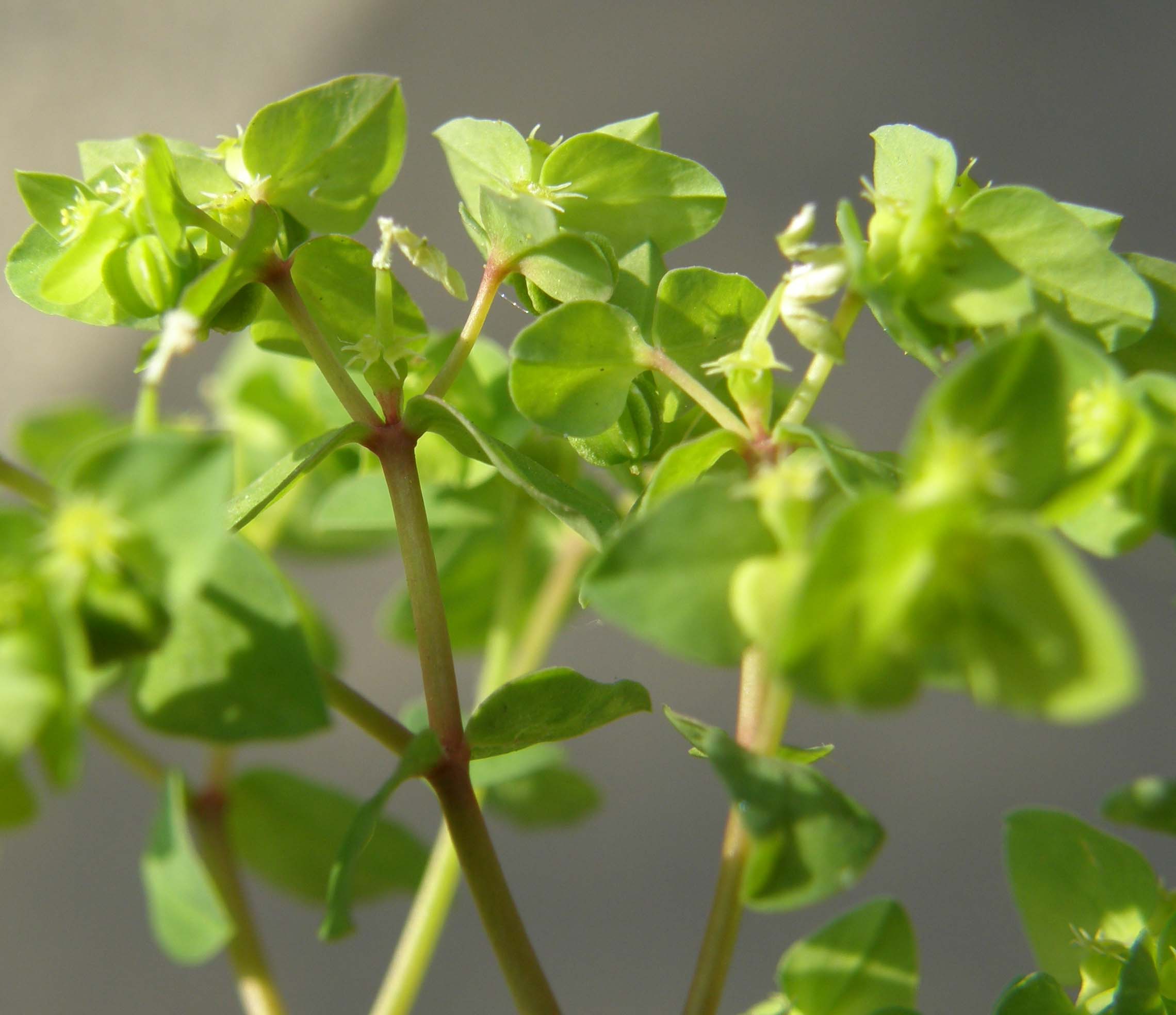 Euphorbia peplus