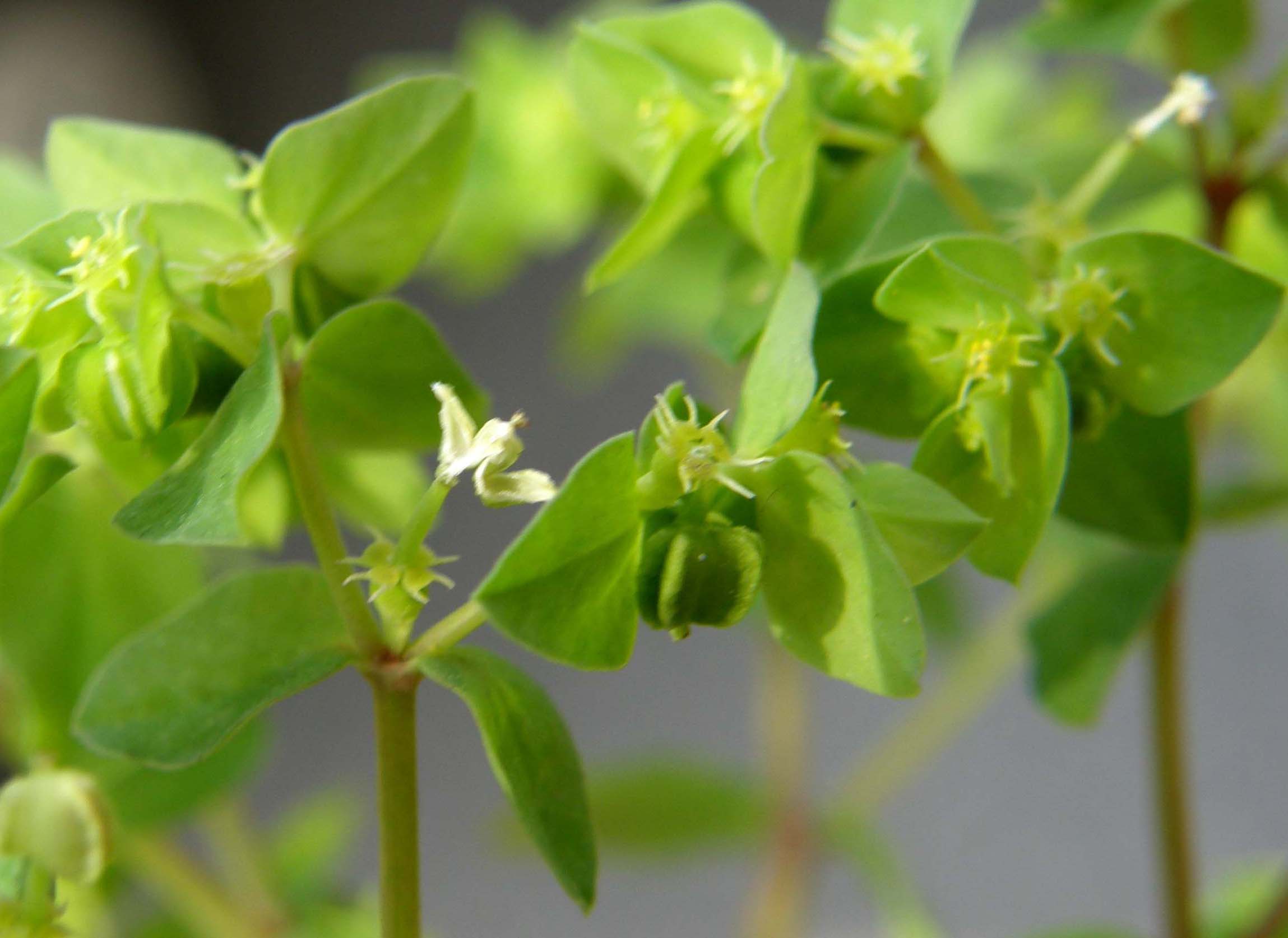 Euphorbia peplus