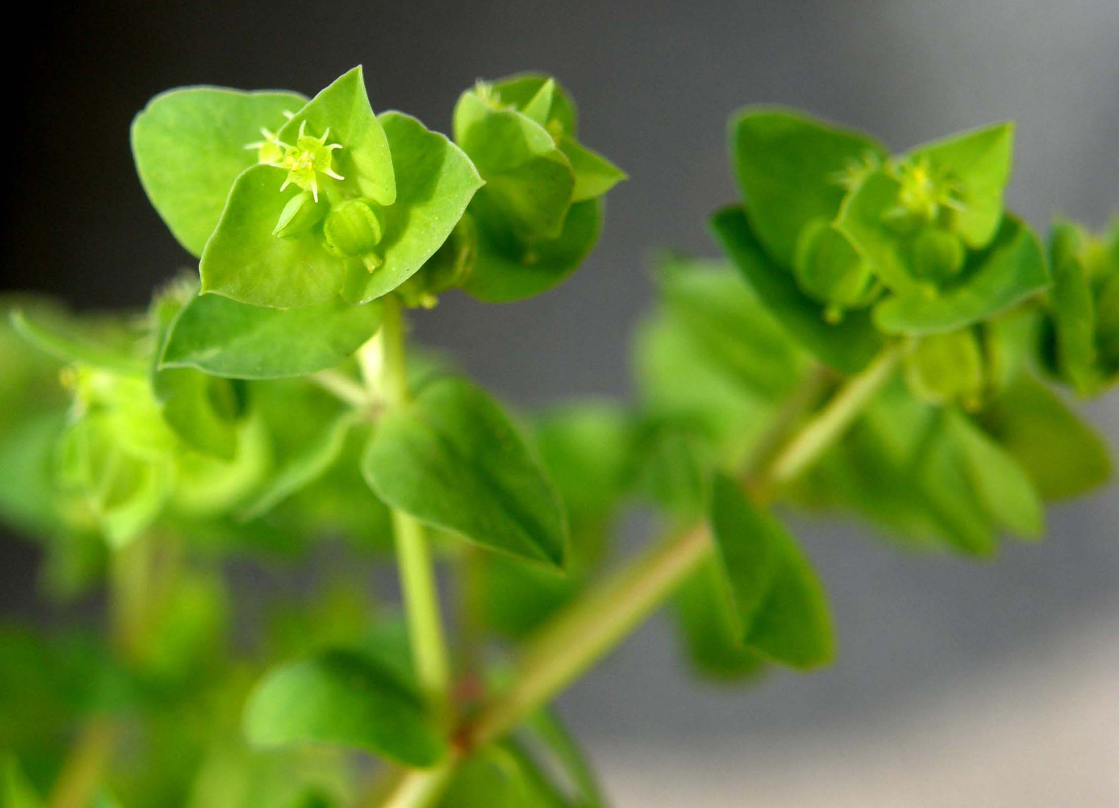 Euphorbia peplus