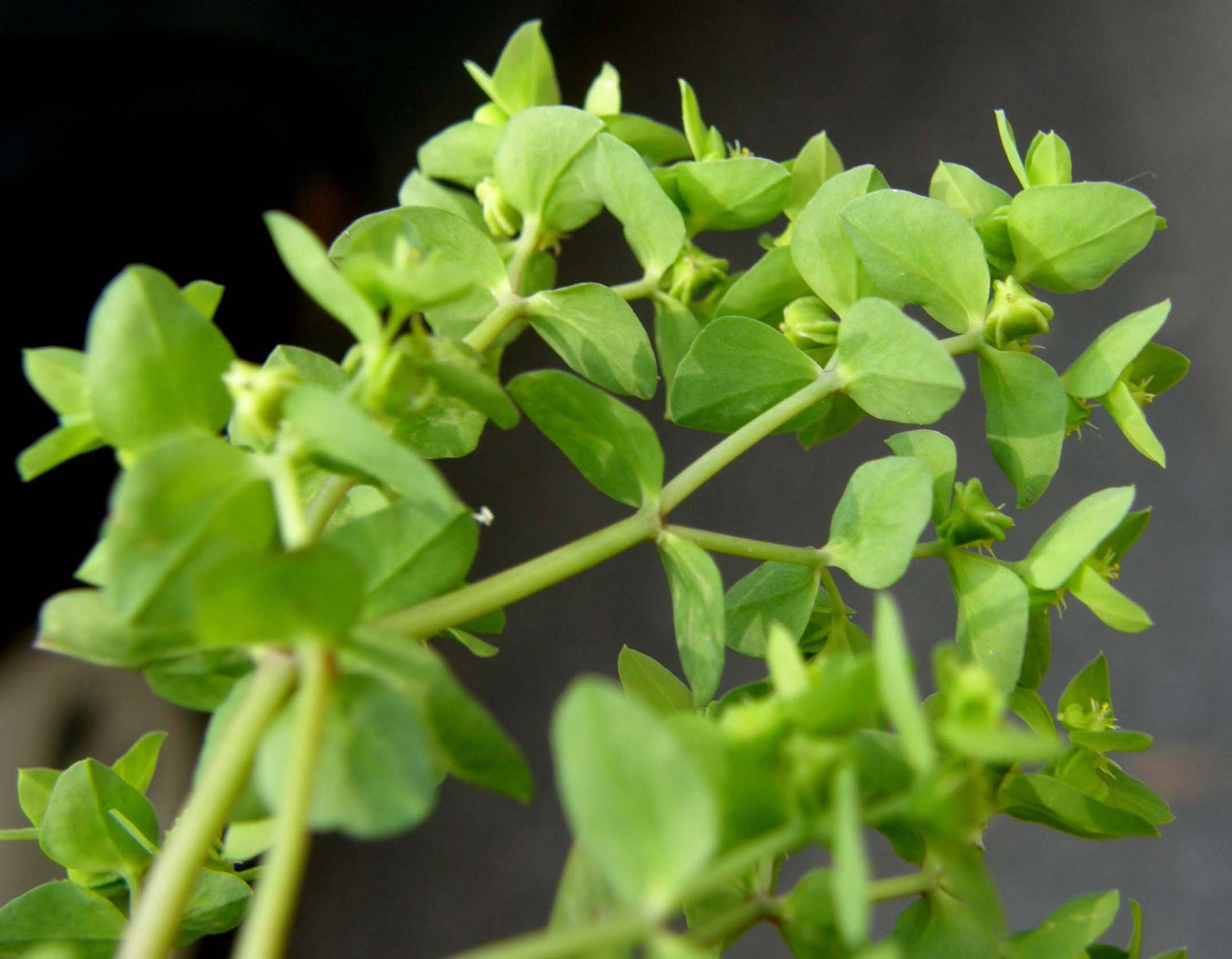 Euphorbia peplus