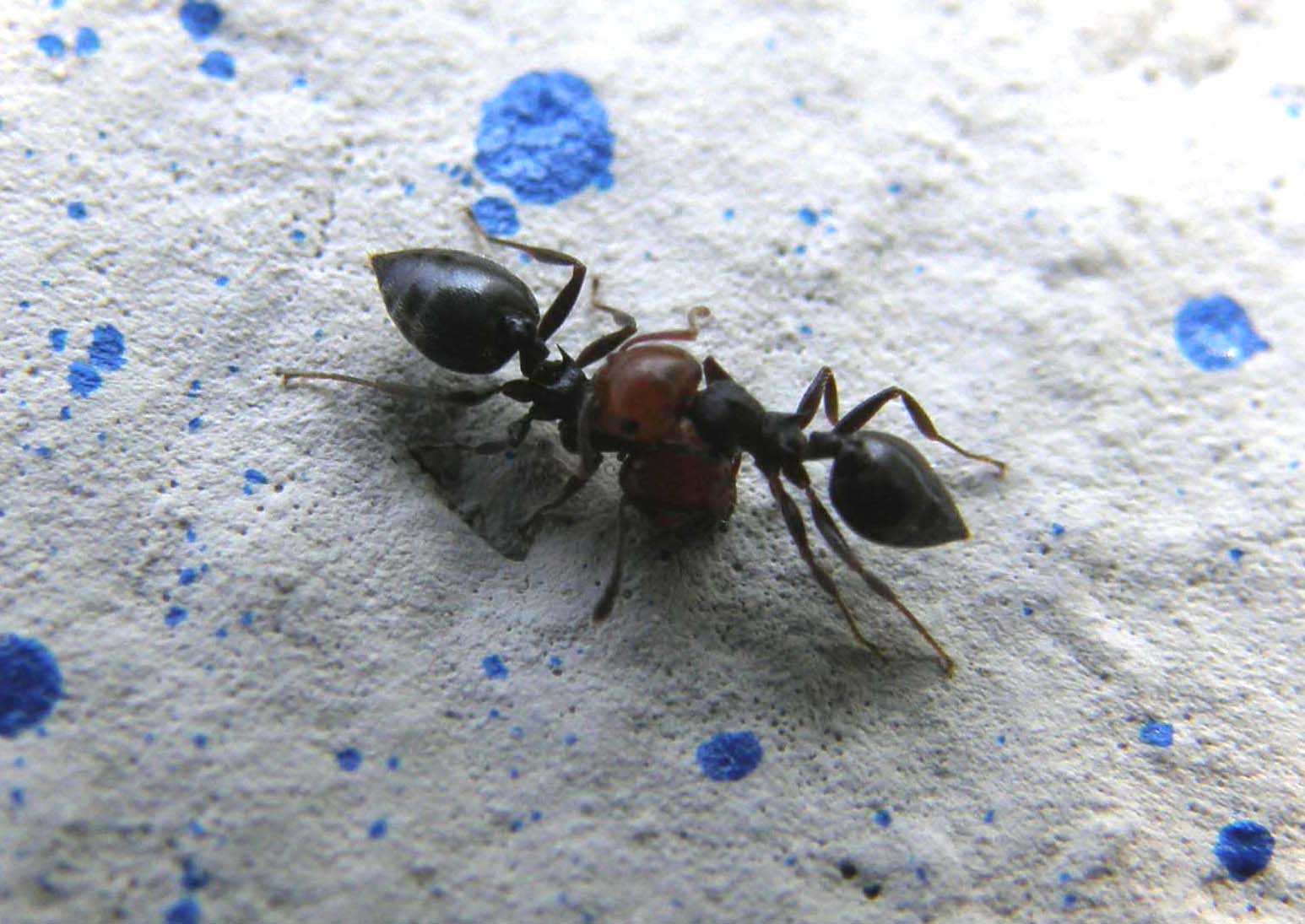 Formiche...a colloquio? (Crematogaster scutellaris)