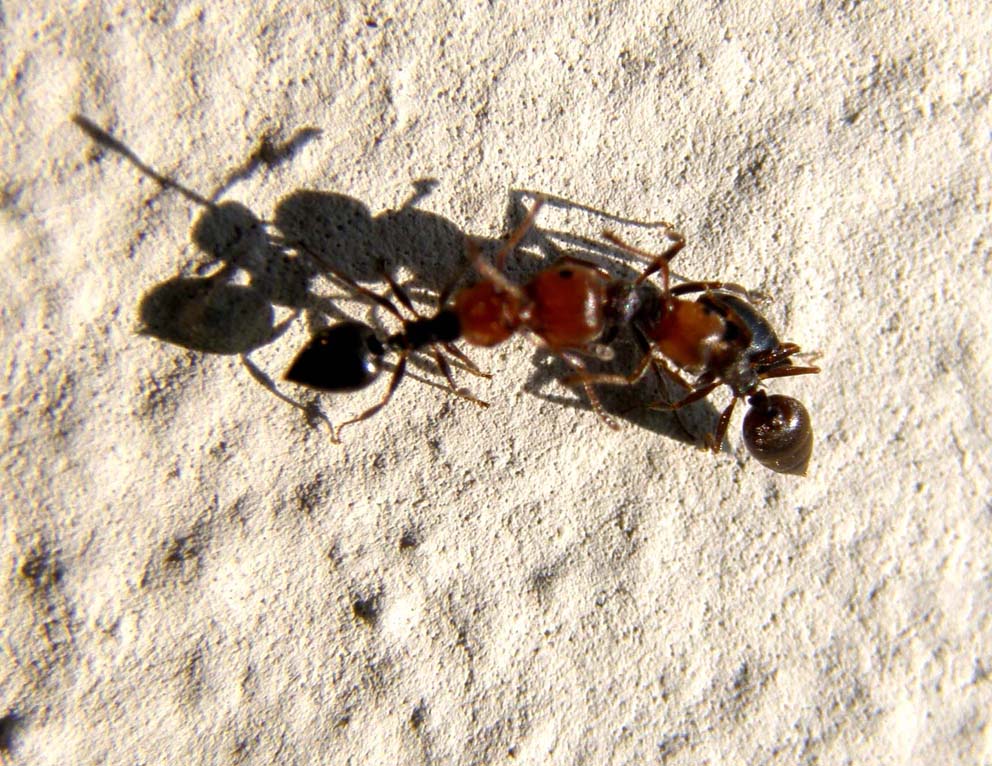 Formiche...a colloquio? (Crematogaster scutellaris)