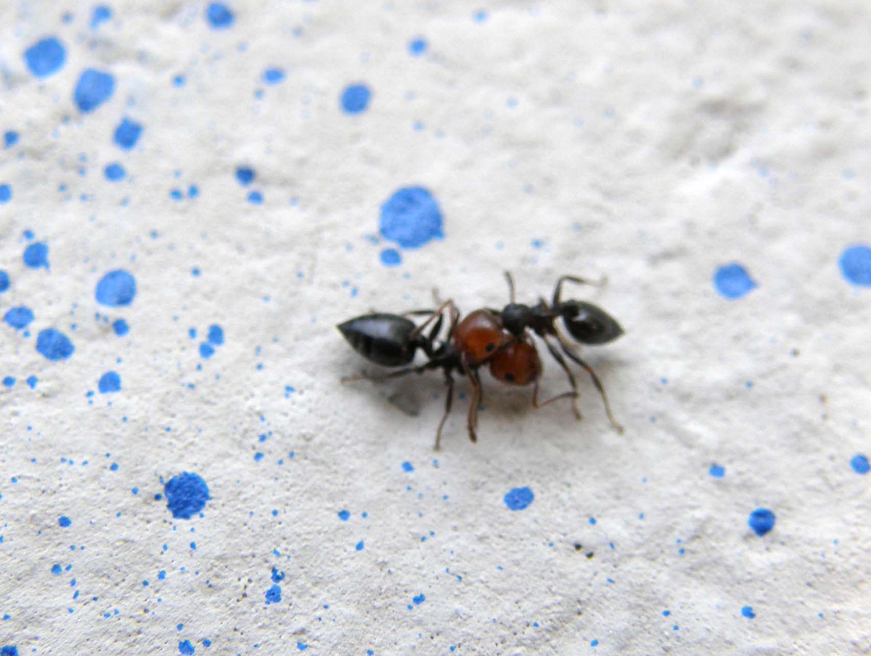 Formiche...a colloquio? (Crematogaster scutellaris)