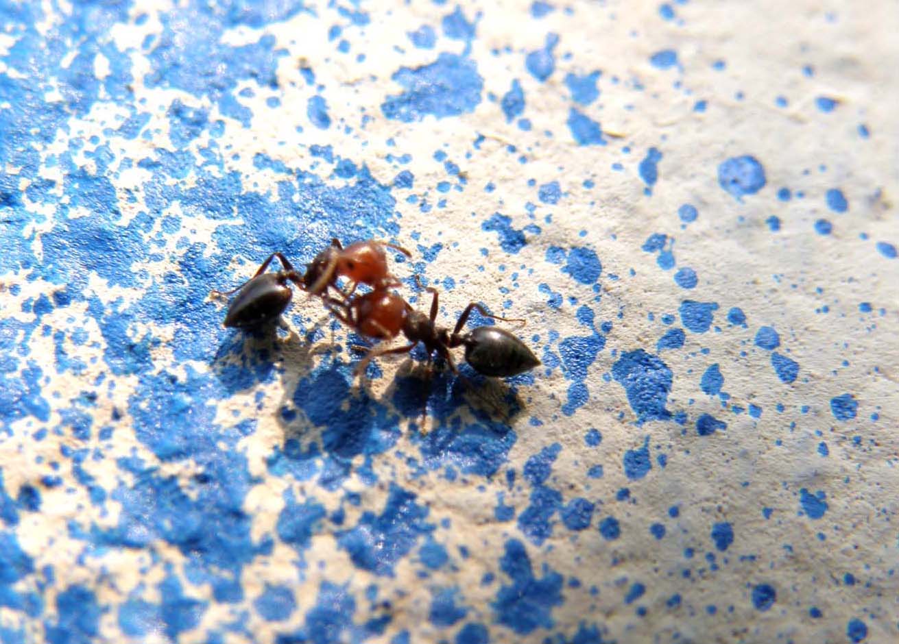 Formiche...a colloquio? (Crematogaster scutellaris)