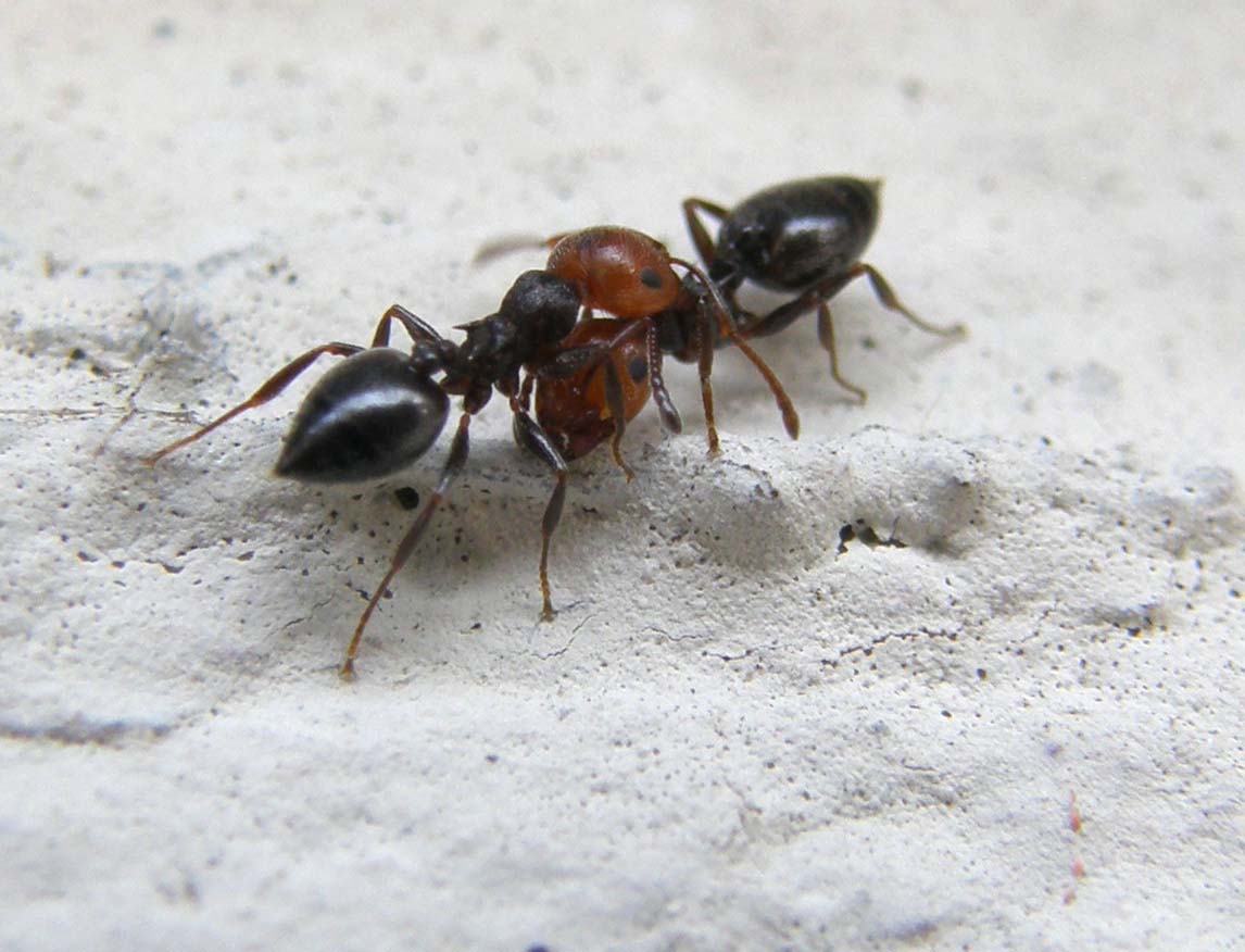 Formiche...a colloquio? (Crematogaster scutellaris)