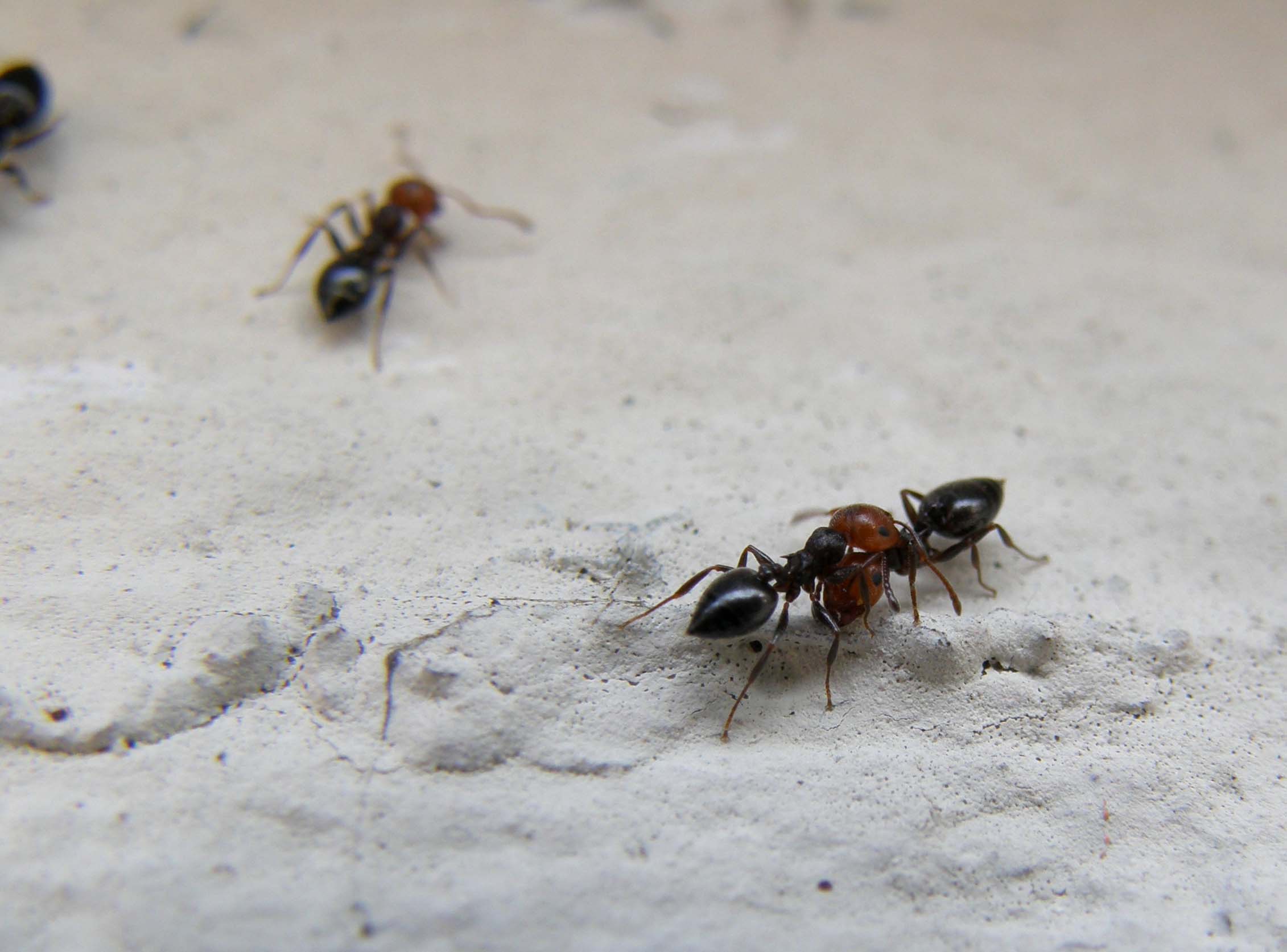 Formiche...a colloquio? (Crematogaster scutellaris)