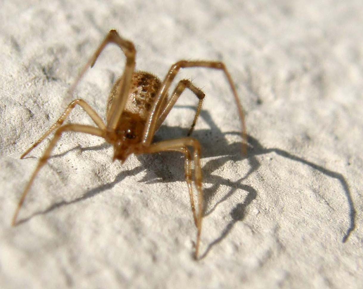 Parasteatoda sp.; Steatoda triangulosa