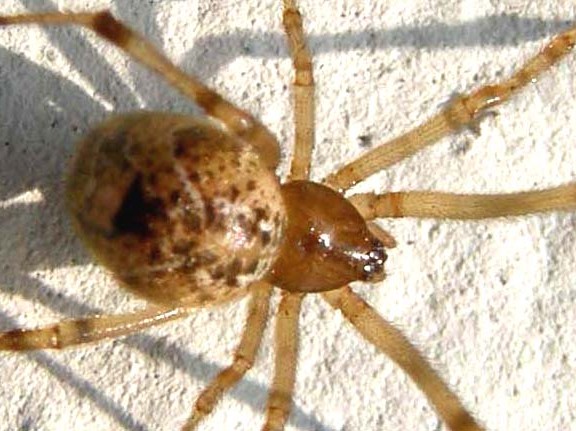 Parasteatoda sp.; Steatoda triangulosa