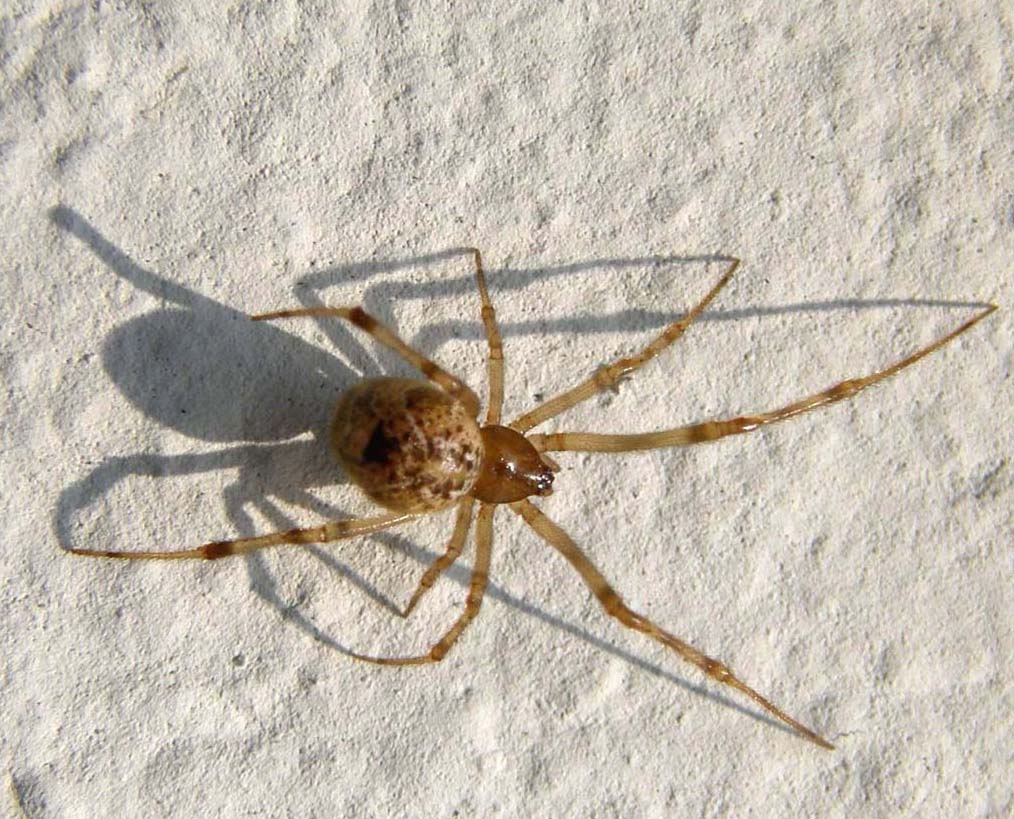 Parasteatoda sp.; Steatoda triangulosa