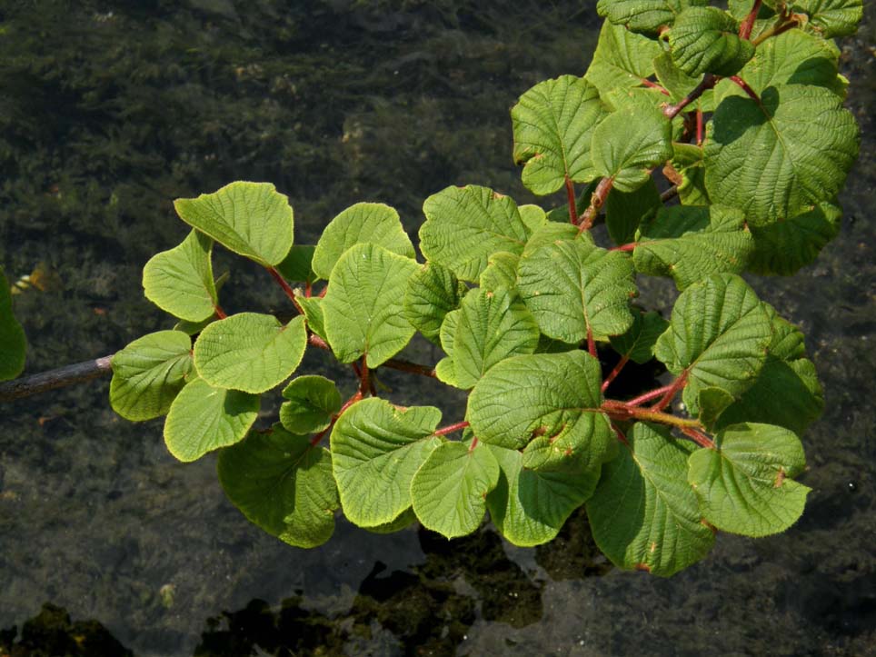 Sull''argine della roggia - Actinidia sinensis (Kiwi)