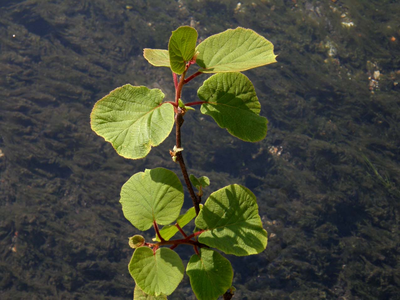 Sull''argine della roggia - Actinidia sinensis (Kiwi)